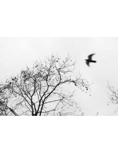 El Árbol photography. Street Photography serie by Lance