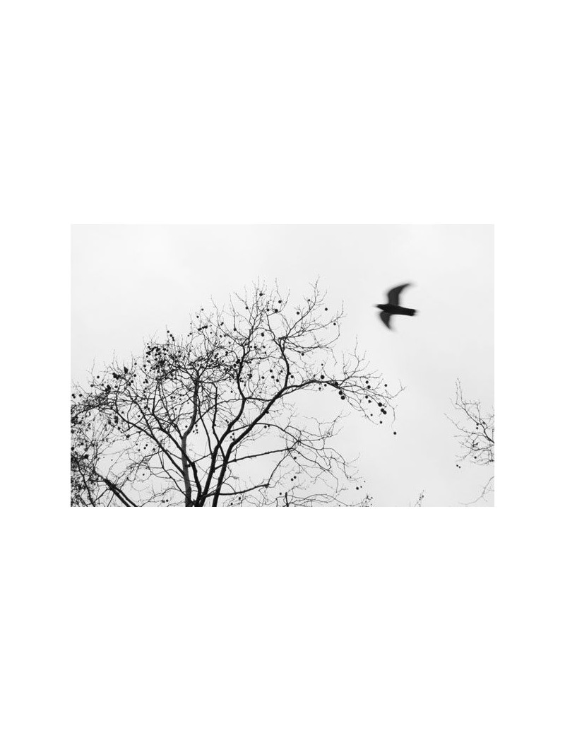 El Árbol photography. Street Photography serie...