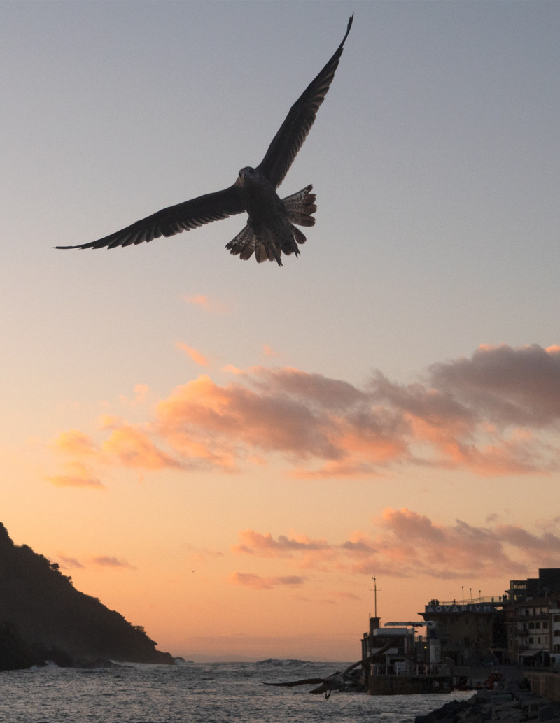 "La gaviota" photography. Marine Donosti...