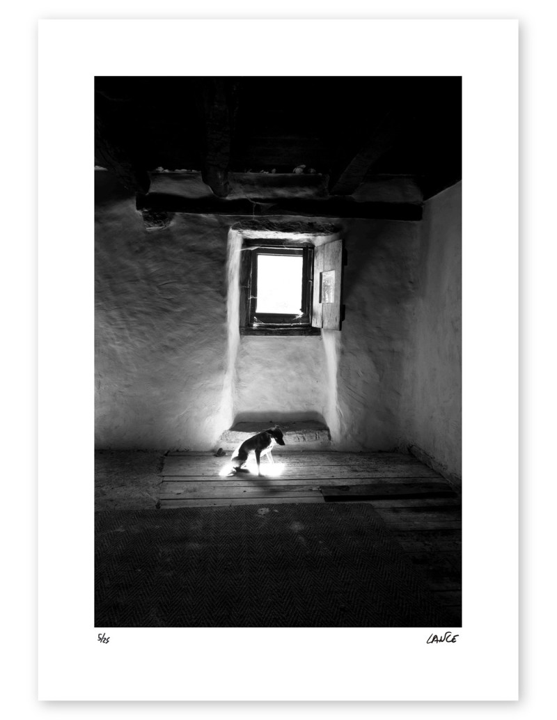 "El perro 1" photography. Street Photography...