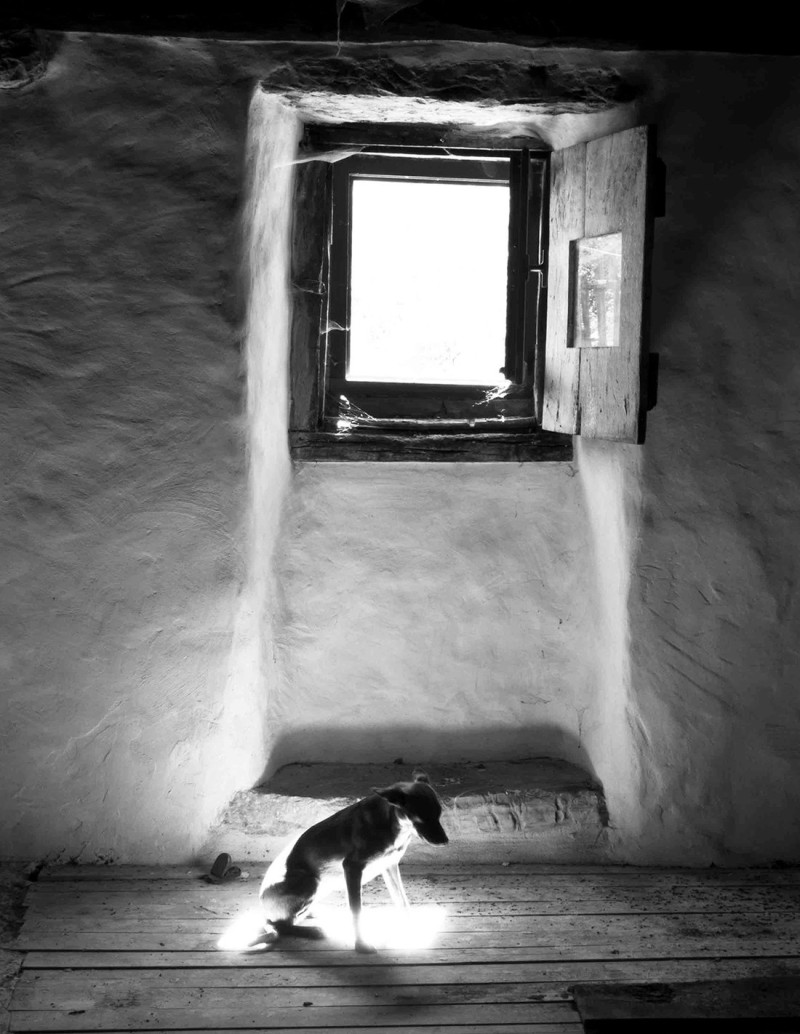 "El perro 1" photography. Street Photography...