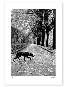 Fotografía "El perro 2" Serie Street Photography de...