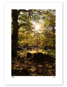 Fotografía "Las yeguas" A5 de la serie Basque Light de Lance