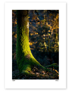 Fotografía "Musgo" A5 de la serie Basque Light de Lance