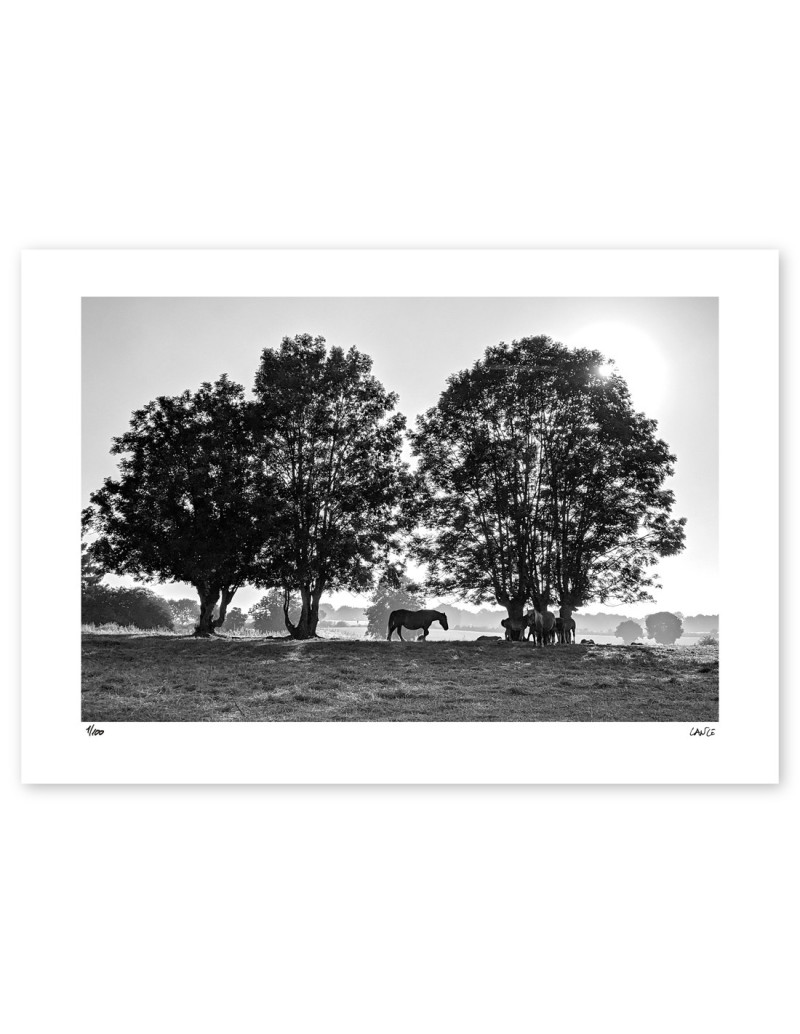 "Caballo Arruitz" photography. Street...