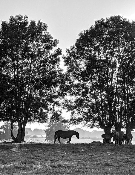 "Caballo Arruitz" photography. Street Photography serie by Lance