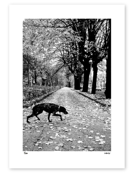 "El perro 2" photography. Street Photography serie by Lance