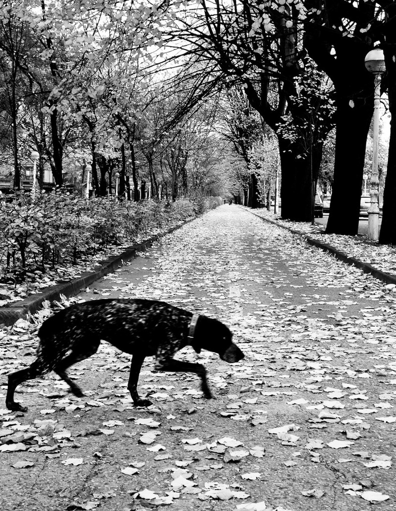 "El perro 2" photography. Street Photography...