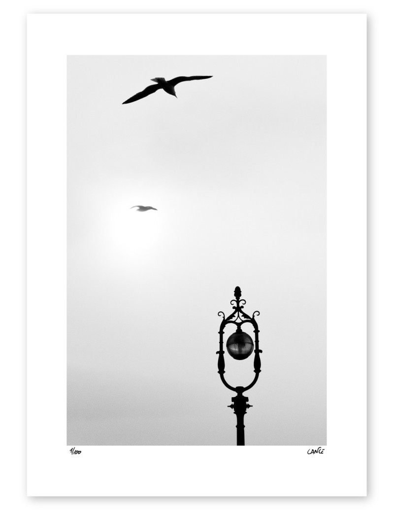Fotografía "Farola con gaviotas". Serie Street...
