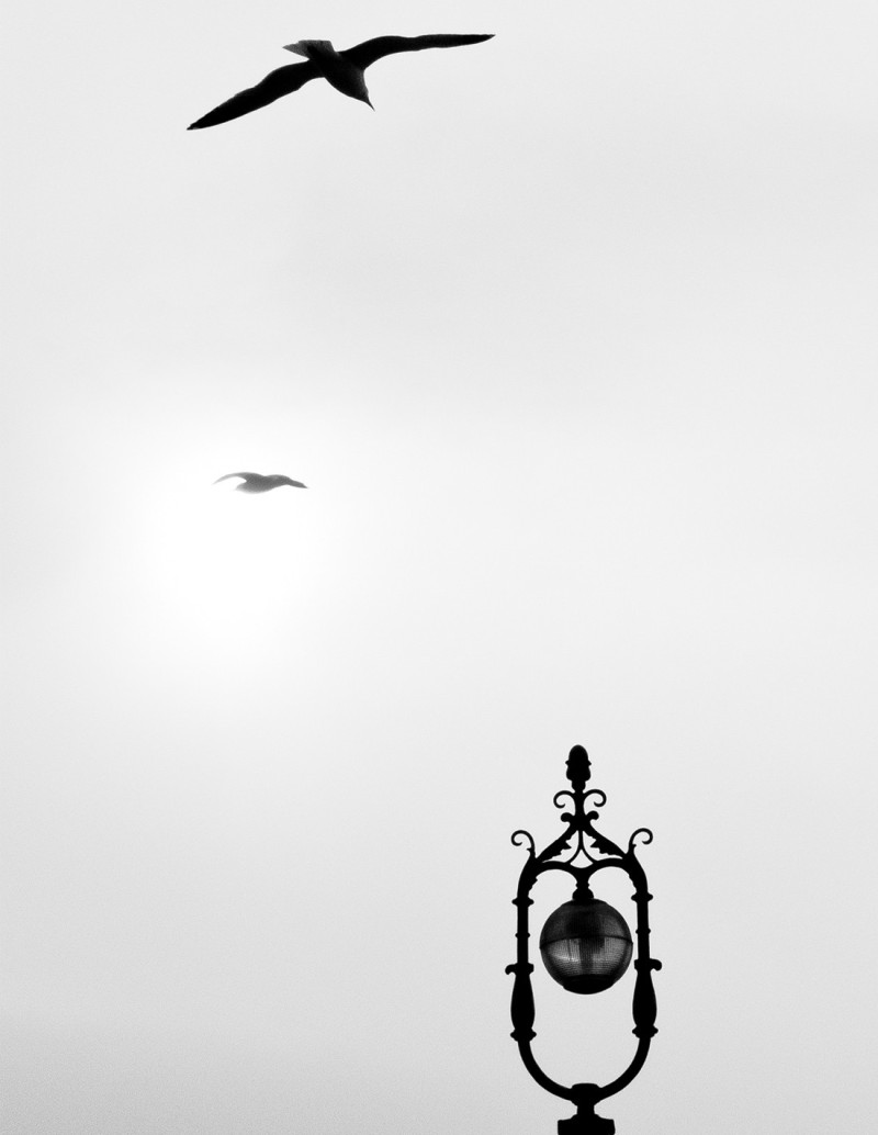 Fotografía "Farola con gaviotas". Serie Street...
