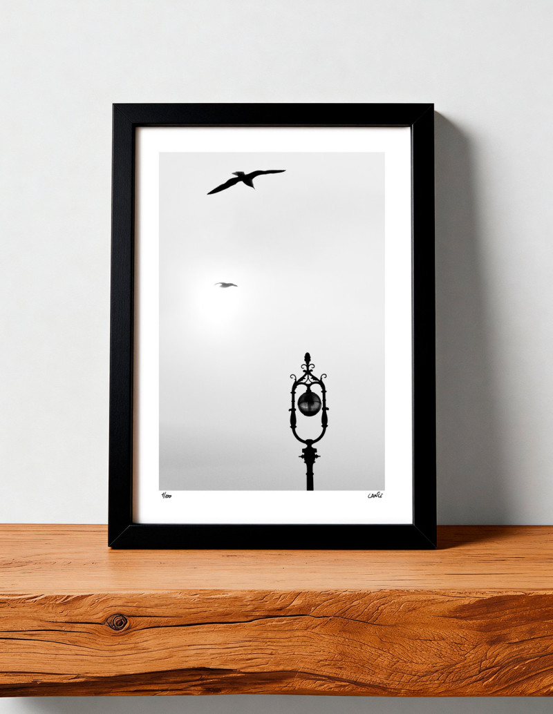 Fotografía "Farola con gaviotas". Serie Street...