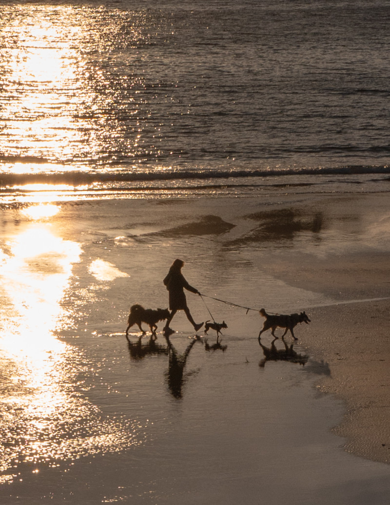 Fotografía "Chica con perros". Serie limitada...